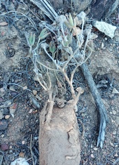 Trichodiadema strumosum