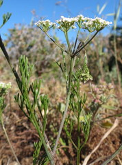Dasispermum