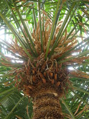 Cycas seemannii