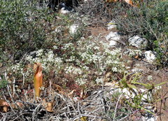 Dasispermum
