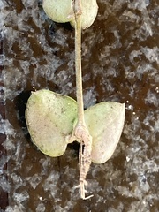 Ceropegia