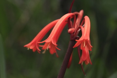 Cyrtanthus angustifolius