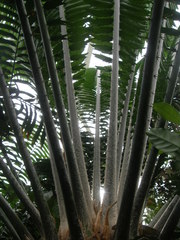 Encephalartos laurentianus
