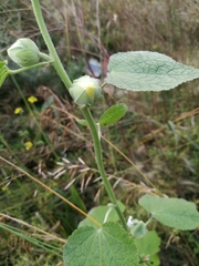 Alcea