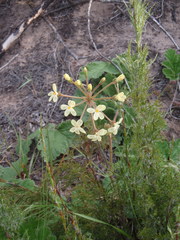 Pelargonium lobatum