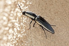 Chalcolepidius apacheanus