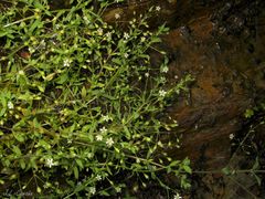 Stellaria alsine