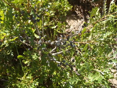 Morella quercifolia