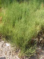 Ephedra equisetina