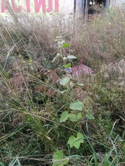 Alcea