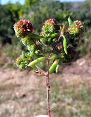Crassula glomerata