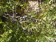 Morella quercifolia