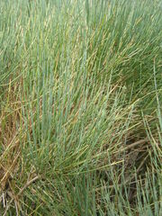 Ephedra equisetina