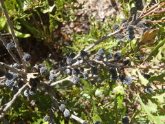 Morella quercifolia