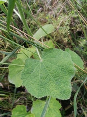 Alcea