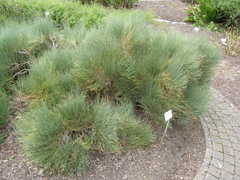 Ephedra equisetina