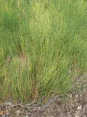Ephedra major
