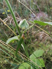 Alcea