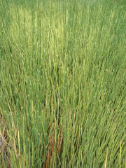 Ephedra major