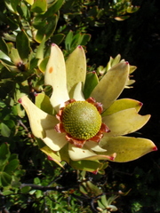 Leucadendron strobilinum