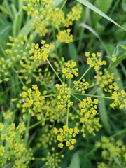 Pastinaca sativa