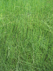 Ephedra equisetina