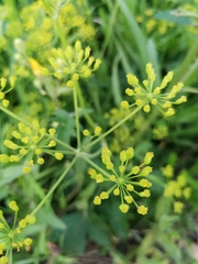Pastinaca sativa