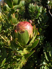 Leucadendron strobilinum