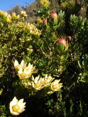 Leucadendron strobilinum