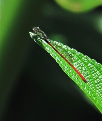 Oxyagrion