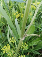 Pastinaca sativa