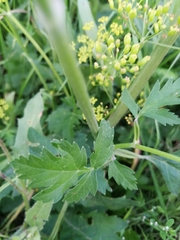 Pastinaca sativa