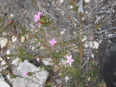 Acmadenia trigona