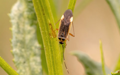 Adelphocoris rapidus