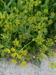 Pastinaca sativa