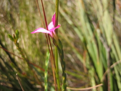 Acmadenia trigona
