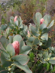 Protea grandiceps