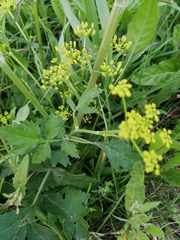 Pastinaca sativa