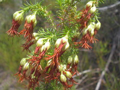 Erica intermedia intermedia