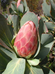 Protea grandiceps