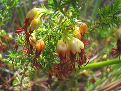 Erica intermedia intermedia