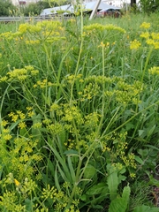 Pastinaca sativa