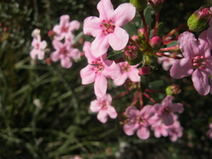 Adenandra fragrans