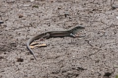 Aspidoscelis uniparens