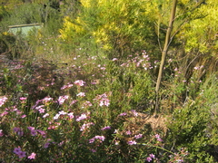 Adenandra fragrans