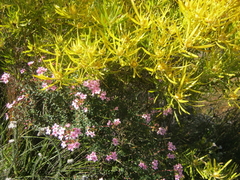 Adenandra fragrans