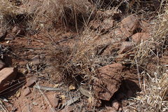 Eragrostis racemosa