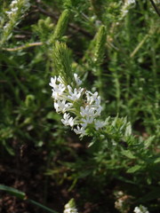 Dischisma ciliatum erinoides