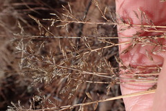 Eragrostis racemosa