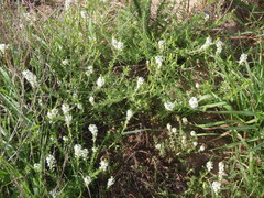 Dischisma ciliatum erinoides